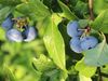 Blaubeeren am Strauch