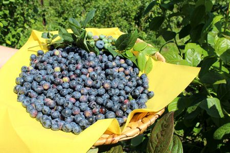Blaubeeren in einem Korb